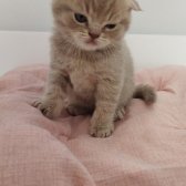 Scottish Fold Yavru Lilac