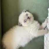 Scottishfold Bluepoint Yavru