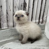 Scottishfold Bluepoint Yavru