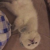 Scottishfold Bluepoint Yavru