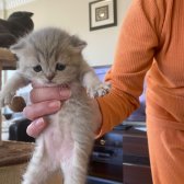 Minicik, Cana Yakın British Shorthair Blue Point Yavrular