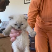 Minicik, Cana Yakın British Shorthair Blue Point Yavrular