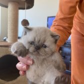 Minicik, Cana Yakın British Shorthair Blue Point Yavrular