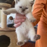 Minicik, Cana Yakın British Shorthair Blue Point Yavrular