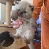 Minicik, Cana Yakın British Shorthair Blue Point Yavrular