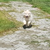 Sevgi Neşe Kaynagı Samoyed Yavrular