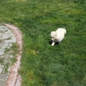 Sevgi Neşe Kaynagı Samoyed Yavrular