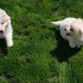 Sevgi Neşe Kaynagı Samoyed Yavrular