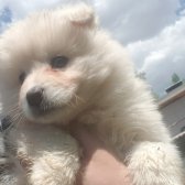 Sevgi Neşe Kaynagı Samoyed Yavrular