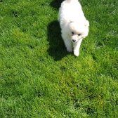 Sevgi Neşe Kaynagı Samoyed Yavrular