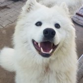 Sevgi Neşe Kaynagı Samoyed Yavrular