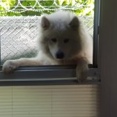 Sevgi Neşe Kaynagı Samoyed Yavrular