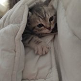 British Shorthair Silver Teddy Dişi Yavruma Yuva Arıyorum