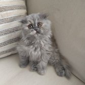 Scottish Fold Kızımız Ve British Shorthair Oğlumuz