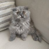 Scottish Fold Kızımız Ve British Shorthair Oğlumuz