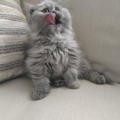 Scottish Fold Kızımız Ve British Shorthair Oğlumuz