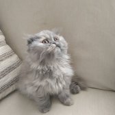 Scottish Fold Kızımız Ve British Shorthair Oğlumuz