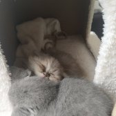 Scottish Fold Kızımız Ve British Shorthair Oğlumuz