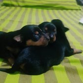 Pinscher 1 Haftalık Dişi Yavrular