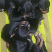 Pinscher 1 Haftalık Dişi Yavrular