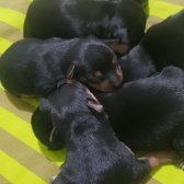 Pinscher 1 Haftalık Dişi Yavrular