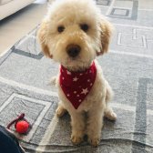 8 Aylık Eğitimli Apriccot Poodle