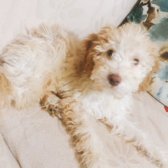 8 Aylık Eğitimli Apriccot Poodle