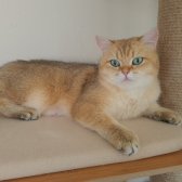 Kısır Şecereli Dişi / British Shorthair