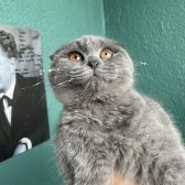 Scottish Fold Yavru Dişi Kedi