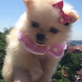 Pomeranian Boo