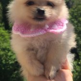 Pomeranian Boo