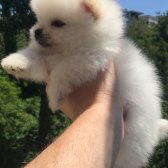 Pomeranian Boo