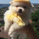 Pomeranian Boo