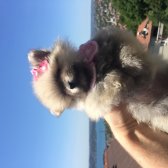 Pomeranian Boo