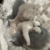 4 Adet 2 Aylık British Shorthair Yavrularımız