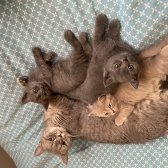 4 Adet 2 Aylık British Shorthair Yavrularımız