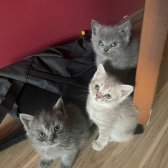 4 Adet 2 Aylık British Shorthair Yavrularımız