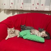 4 Adet 2 Aylık British Shorthair Yavrularımız