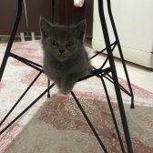 4 Adet 2 Aylık British Shorthair Yavrularımız