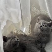 Safkan British Shorthair Irk Garantili Yavrularımız