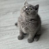 Safkan British Shorthair Irk Garantili Yavrularımız