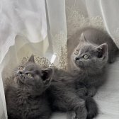 Safkan British Shorthair Irk Garantili Yavrularımız