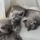 Safkan British Shorthair Irk Garantili Yavrularımız