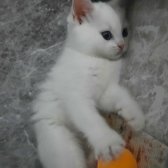 Beyaz Renk British Shorthair Yavrumuz