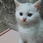 Beyaz Renk British Shorthair Yavrumuz