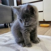 2 Aylık Safkan British Shorthair Erkek Yavru