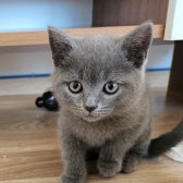 2 Aylık Safkan British Shorthair Erkek Yavru