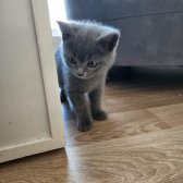 2 Aylık Safkan British Shorthair Erkek Yavru