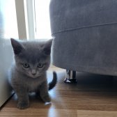 2 Aylık Safkan British Shorthair Erkek Yavru