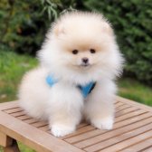 Pomeranian Boo Orjinal Yavrularımız